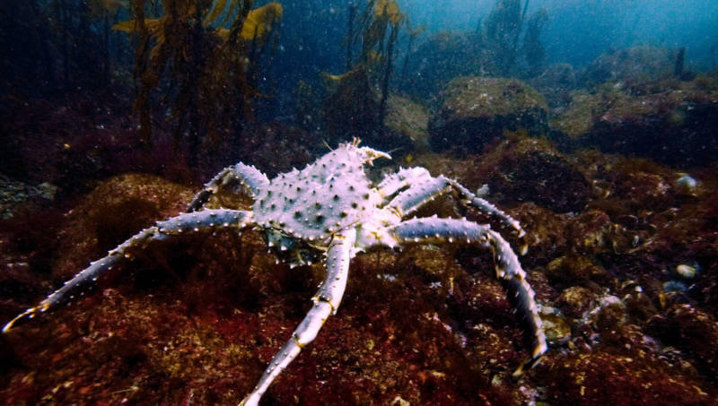 Камчатский краб: описание, где обитает, размер, вес, чем питается, враги