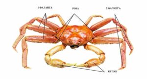 камчатский-краб-16-1-300x161.jpg