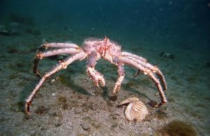 камчатский-краб-19-1-300x195.jpg