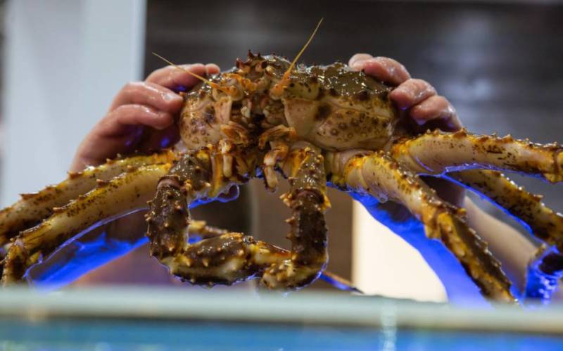 Камчатский краб: описание, где обитает, размер, вес, чем питается, враги