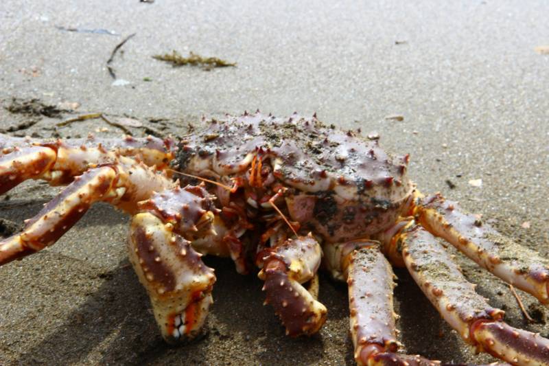 Камчатский краб: описание, где обитает, размер, вес, чем питается, враги