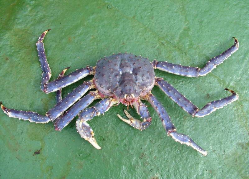 Камчатский краб: описание, где обитает, размер, вес, чем питается, враги