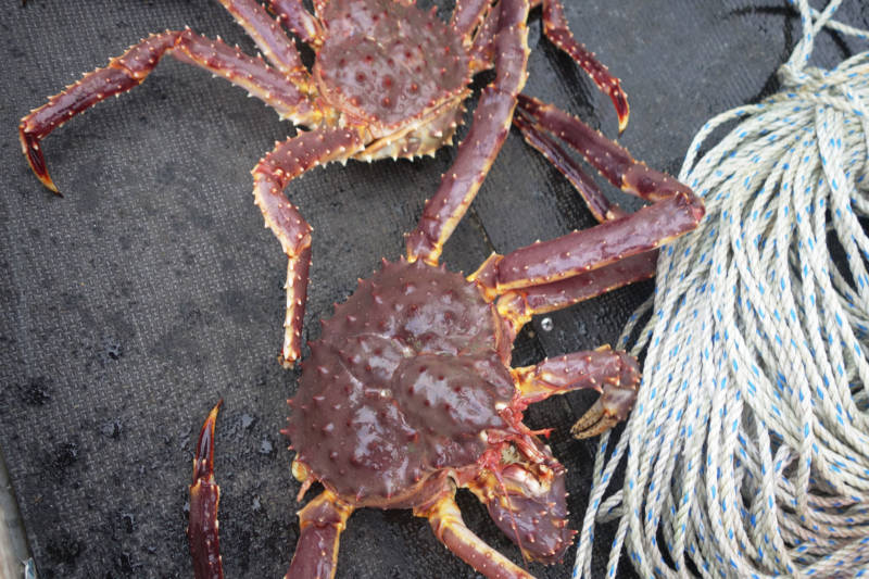 Камчатский краб: описание, где обитает, размер, вес, чем питается, враги