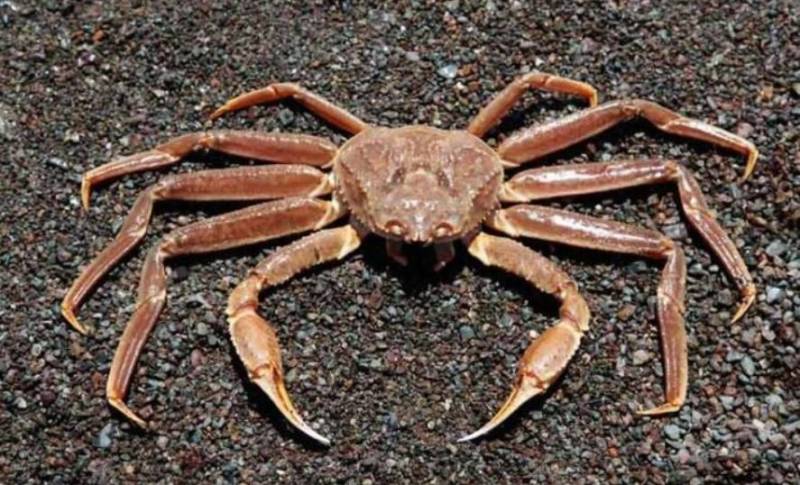 Камчатский краб: описание, где обитает, размер, вес, чем питается, враги