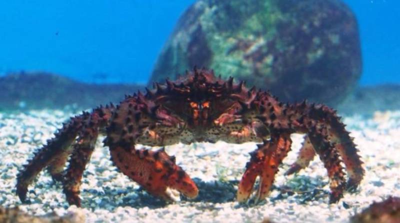 Камчатский краб: описание, где обитает, размер, вес, чем питается, враги