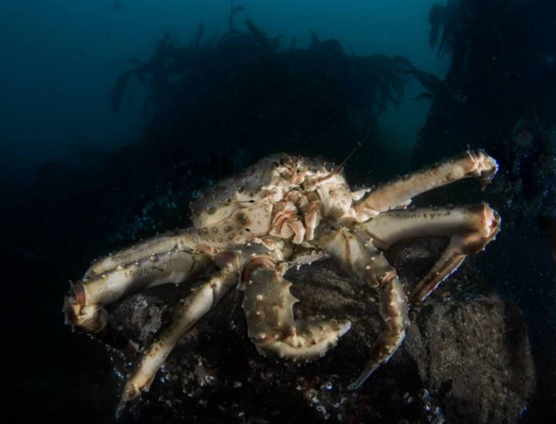 Камчатский краб: описание, где обитает, размер, вес, чем питается, враги