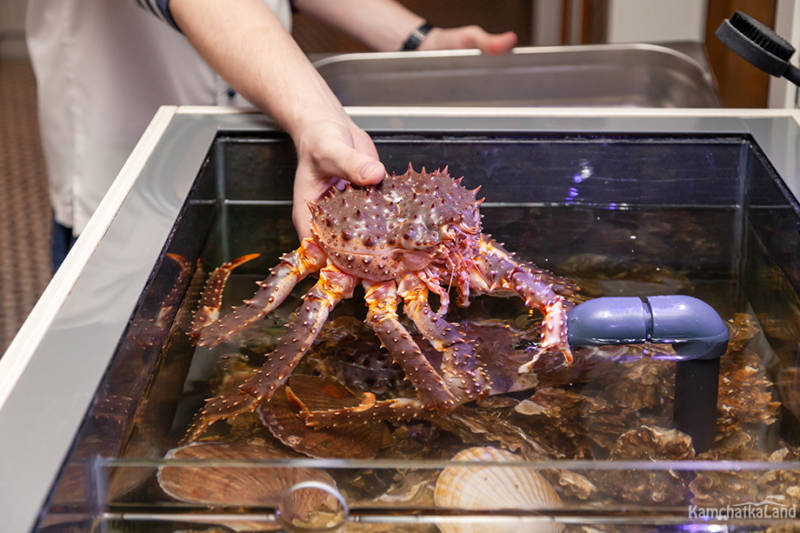 Камчатский краб: описание, где обитает, размер, вес, чем питается, враги