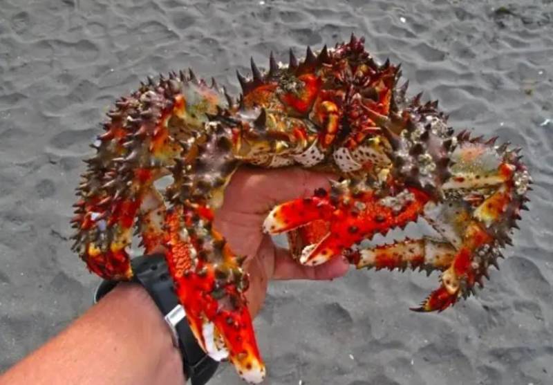 Камчатский краб: описание, где обитает, размер, вес, чем питается, враги