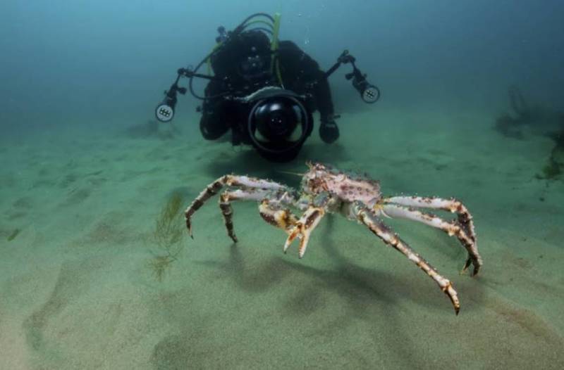 Камчатский краб: описание, где обитает, размер, вес, чем питается, враги