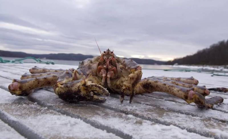 Камчатский краб: описание, где обитает, размер, вес, чем питается, враги