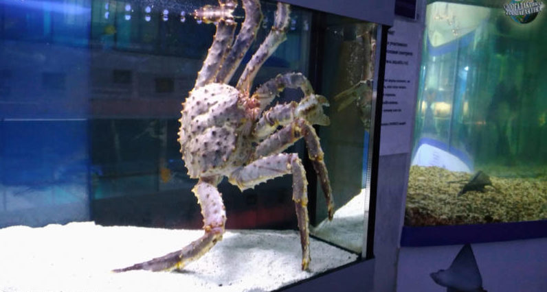 Камчатский краб: описание, где обитает, размер, вес, чем питается, враги