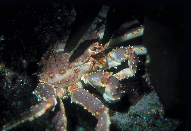 Камчатский краб: описание, где обитает, размер, вес, чем питается, враги