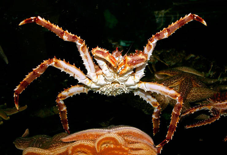 Камчатский краб: описание, где обитает, размер, вес, чем питается, враги
