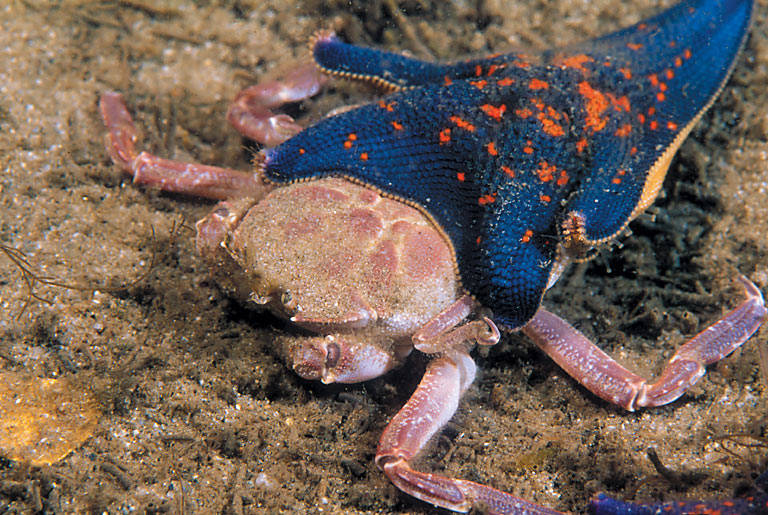 Камчатский краб: описание, где обитает, размер, вес, чем питается, враги