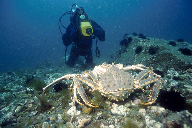 Камчатский краб: описание, где обитает, размер, вес, чем питается, враги