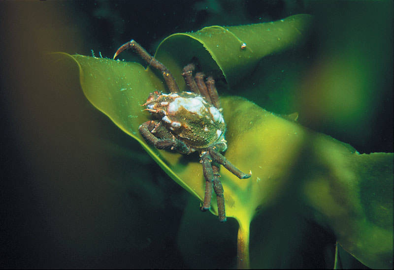 Камчатский краб: описание, где обитает, размер, вес, чем питается, враги