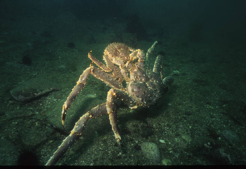 Камчатский краб: описание, где обитает, размер, вес, чем питается, враги