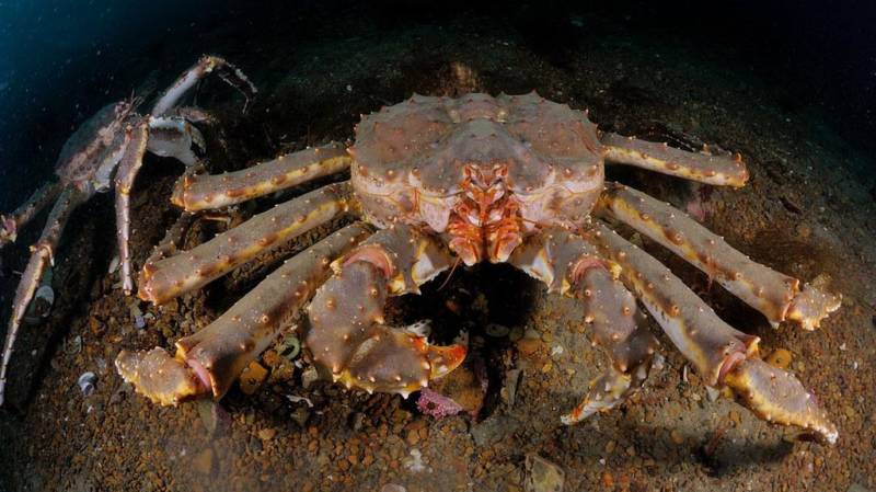 Камчатский краб: описание, где обитает, размер, вес, чем питается, враги