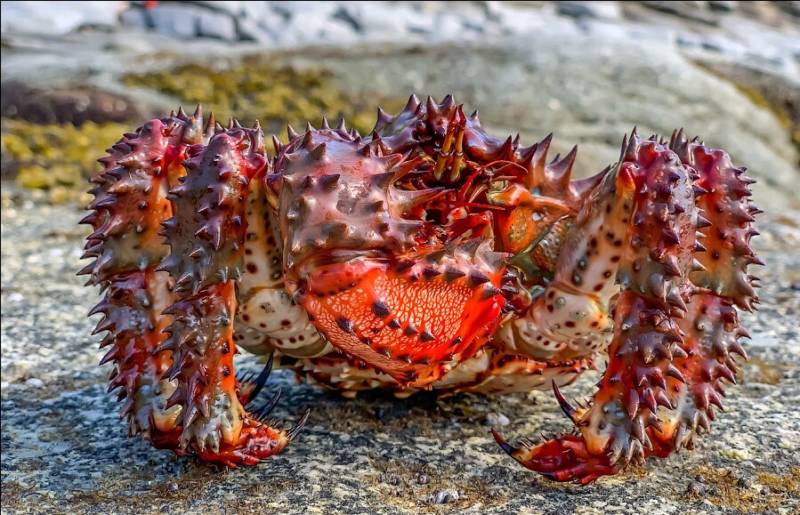 Камчатский краб: описание, где обитает, размер, вес, чем питается, враги