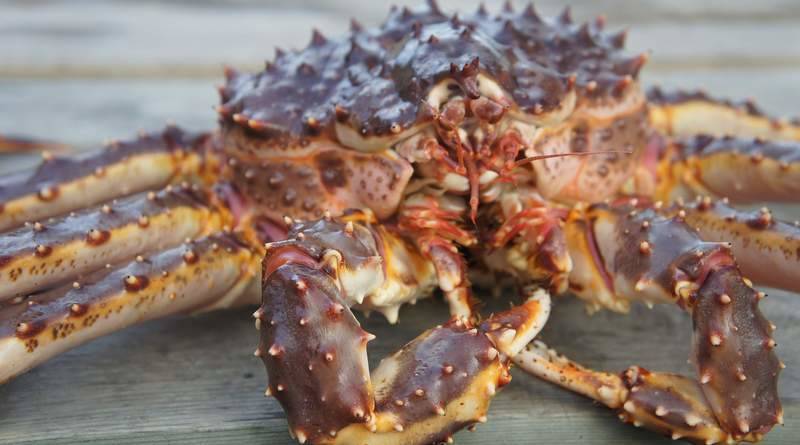 Камчатский краб: описание, где обитает, размер, вес, чем питается, враги