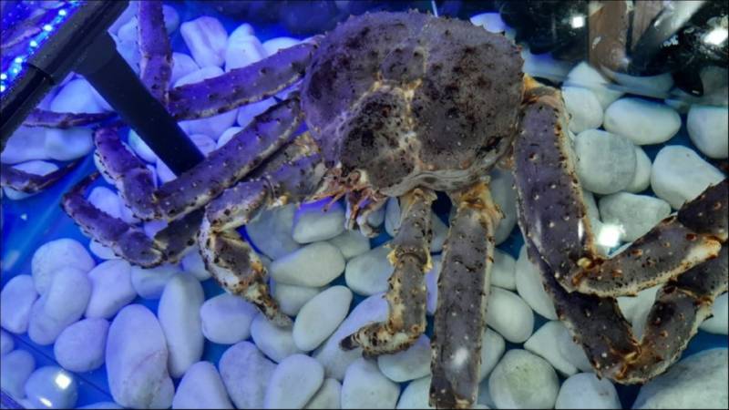 Камчатский краб: описание, где обитает, размер, вес, чем питается, враги