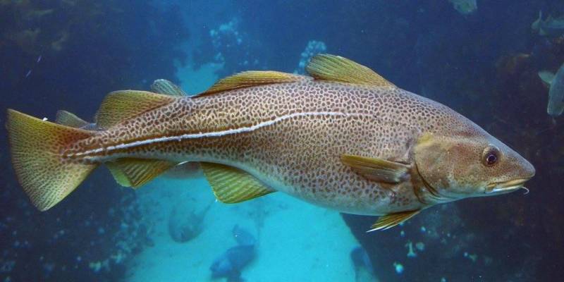 Камчатский краб: описание, где обитает, размер, вес, чем питается, враги