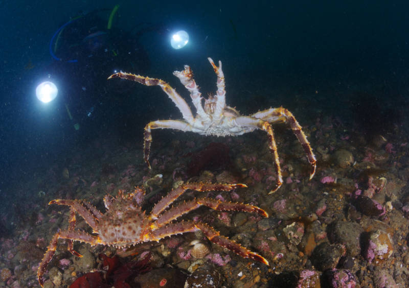 Камчатский краб: описание, где обитает, размер, вес, чем питается, враги