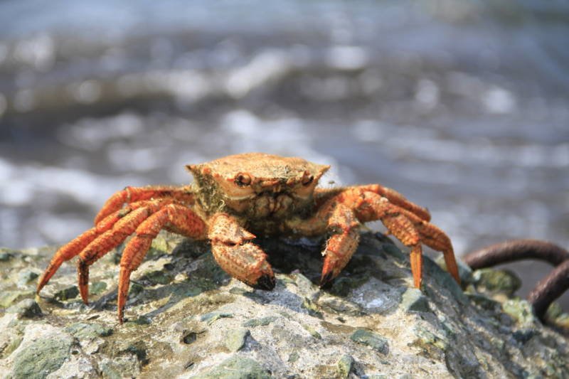 Камчатский краб: описание, где обитает, размер, вес, чем питается, враги