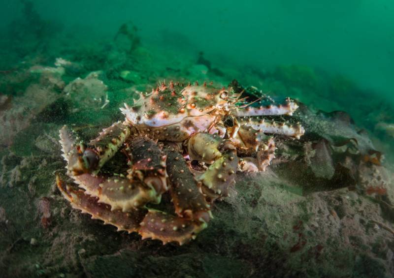 Камчатский краб: описание, где обитает, размер, вес, чем питается, враги