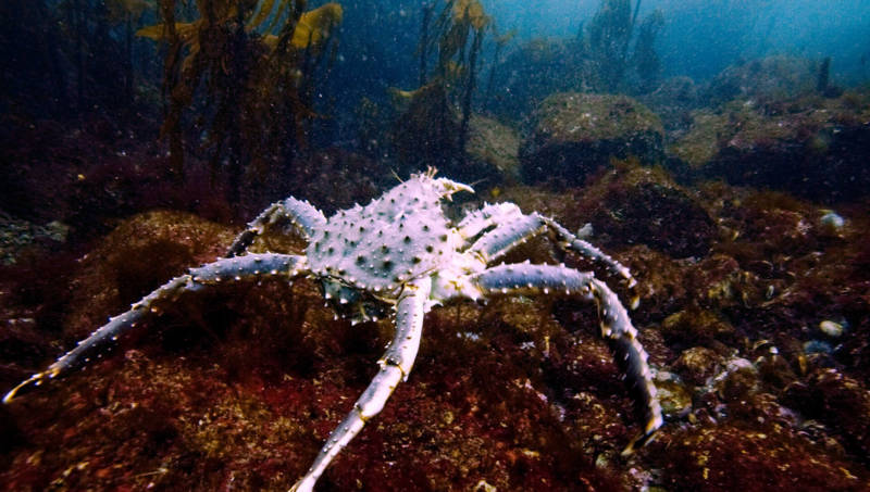 Камчатский краб: описание, где обитает, размер, вес, чем питается, враги