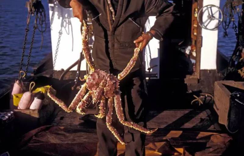 Камчатский краб: описание, где обитает, размер, вес, чем питается, враги