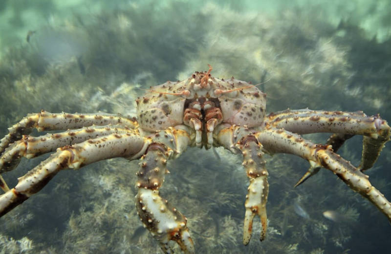 Камчатский краб: описание, где обитает, размер, вес, чем питается, враги