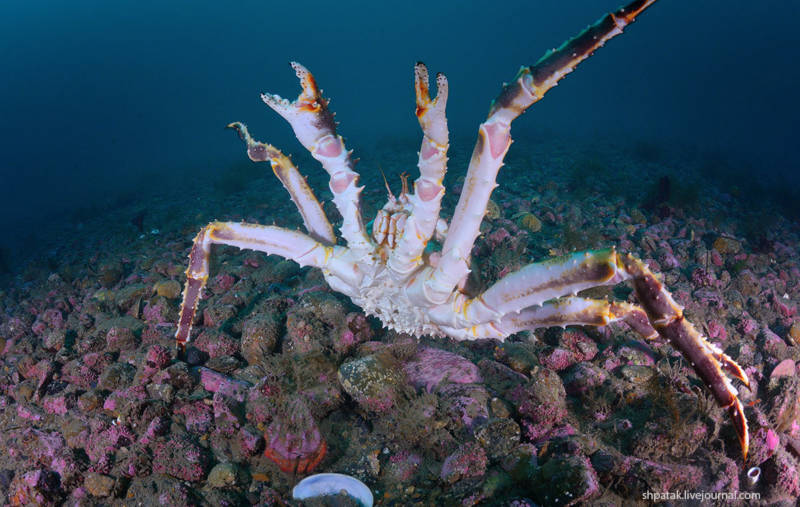 Камчатский краб: описание, где обитает, размер, вес, чем питается, враги