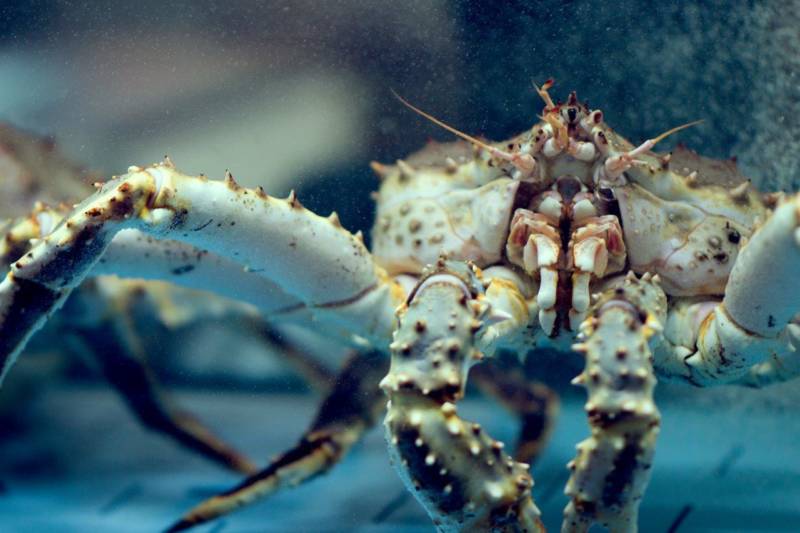 Камчатский краб: описание, где обитает, размер, вес, чем питается, враги