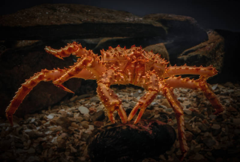 Камчатский краб: описание, где обитает, размер, вес, чем питается, враги