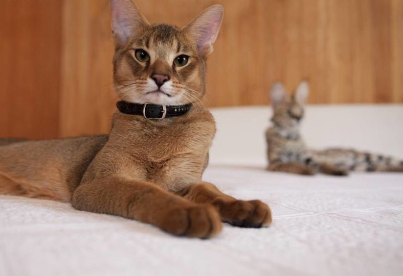 Камышовый кот: как выглядит, где обитает, вес, питание, образ жизни