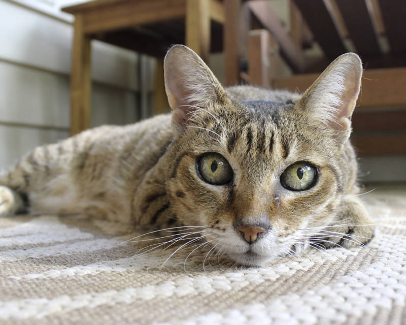 Камышовый кот: как выглядит, где обитает, вес, питание, образ жизни