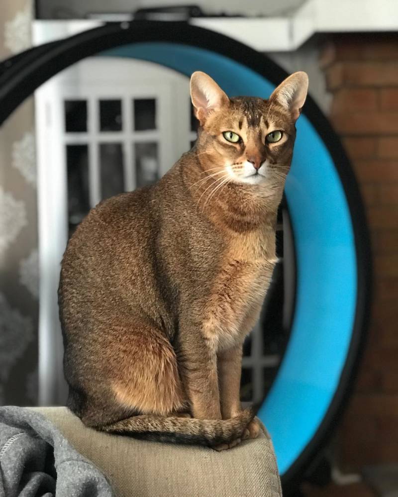 Камышовый кот: как выглядит, где обитает, вес, питание, образ жизни