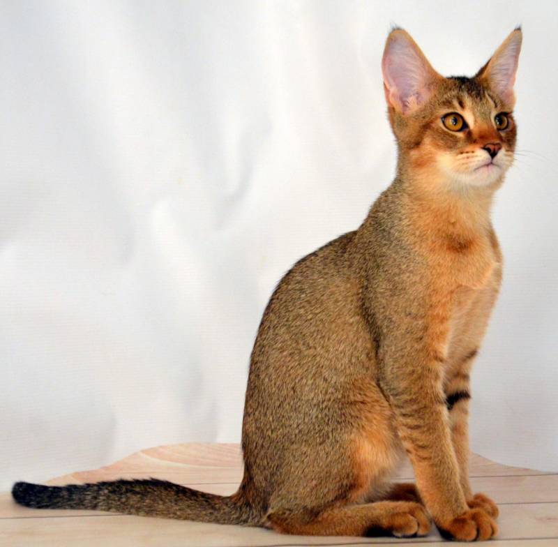 Камышовый кот: как выглядит, где обитает, вес, питание, образ жизни