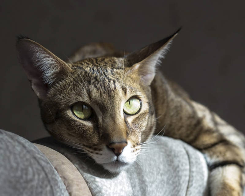 Камышовый кот: как выглядит, где обитает, вес, питание, образ жизни