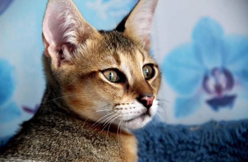 Камышовый кот: как выглядит, где обитает, вес, питание, образ жизни