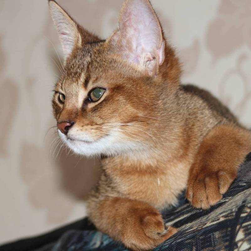 Камышовый кот: как выглядит, где обитает, вес, питание, образ жизни