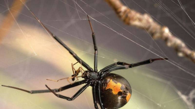 Укус каракурта или черной вдовы: последствия и первая помощь