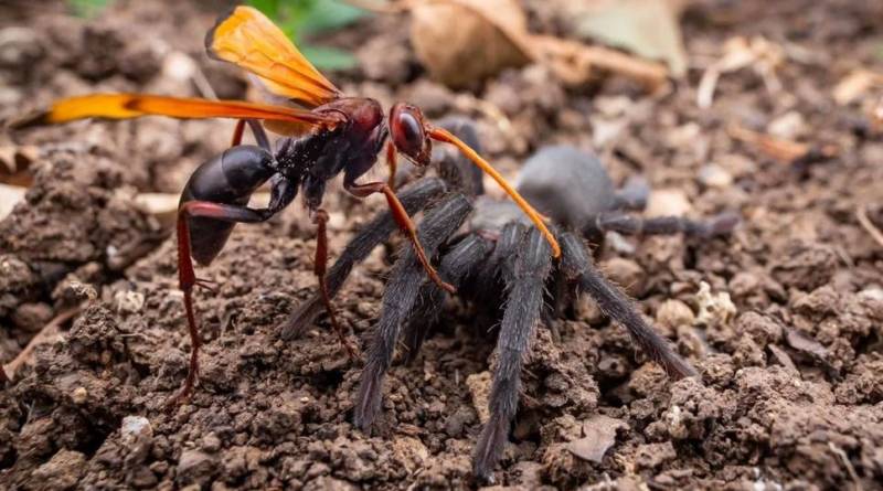 Укус каракурта или черной вдовы: последствия и первая помощь