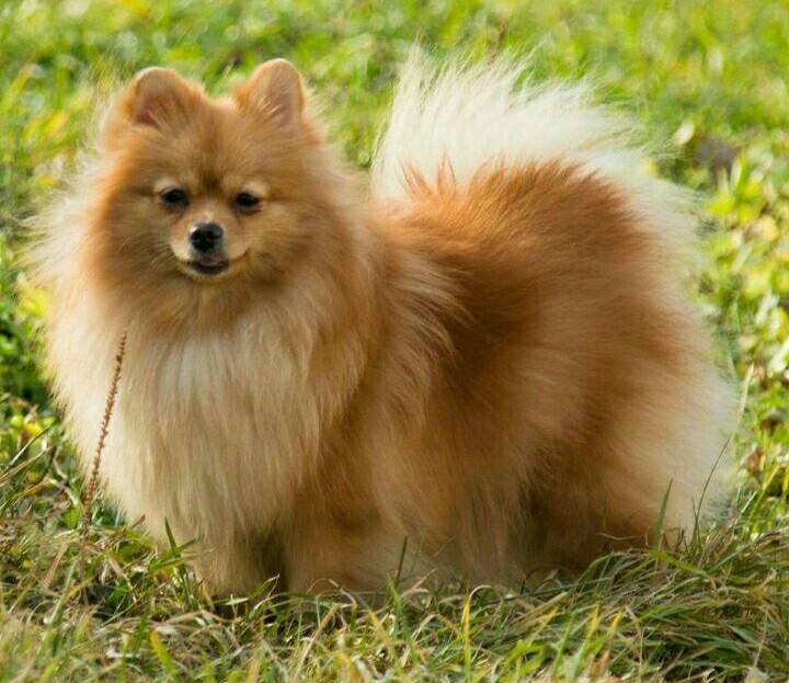 Сколько живет маленький шпиц (кляйншпиц)