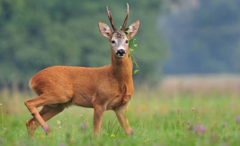 Косуля - описание животного, где обитает, чем питается, как выглядит