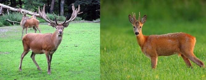 Косуля - описание животного, где обитает, чем питается, как выглядит