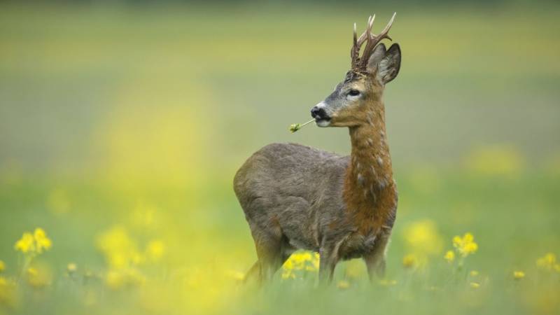 Косуля - описание животного, где обитает, чем питается, как выглядит