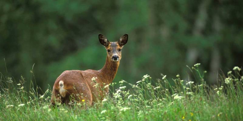 Косуля - описание животного, где обитает, чем питается, как выглядит
