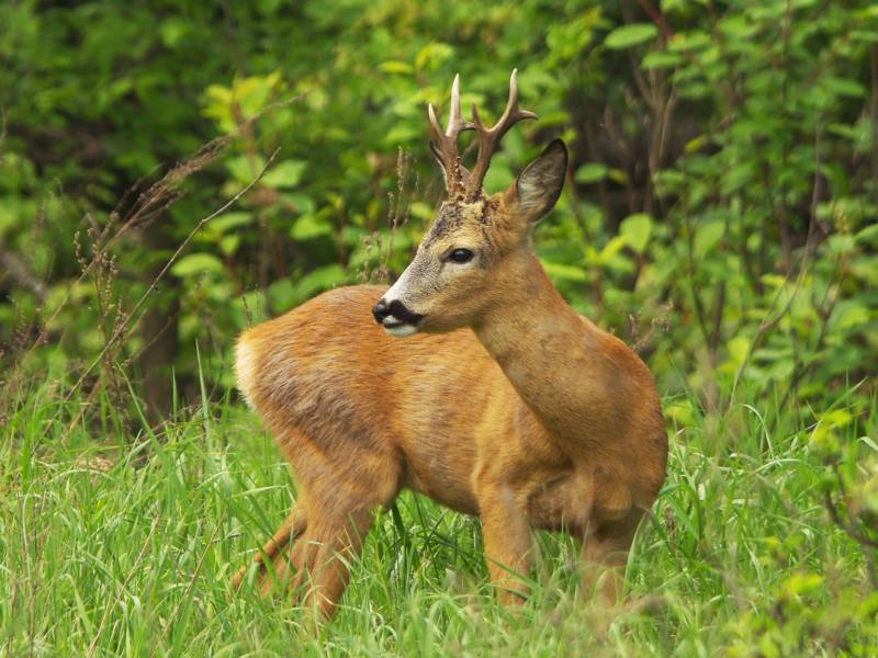 Косуля - описание животного, где обитает, чем питается, как выглядит